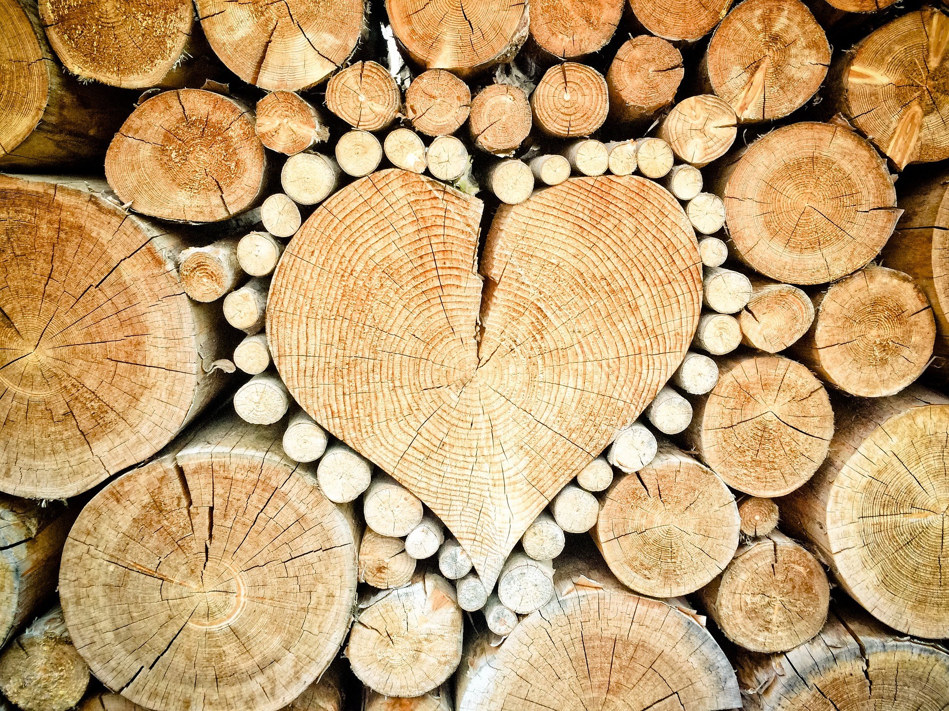 حكاية الخشب: تعرّف على بنيته وأشهر أنواع الخشب الشائعة اليوم!